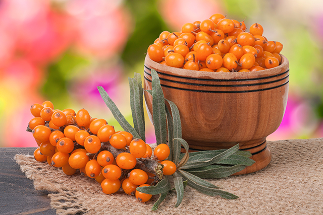 The different uses of sea buckthorn oil, an anti-aging and heart-healthy oil