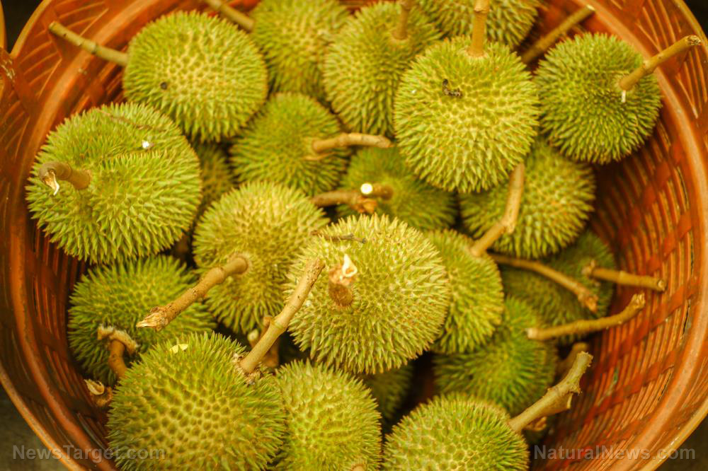 Never mind the smell: Eating DURIAN is nutritious way of increasing your good gut bacteria