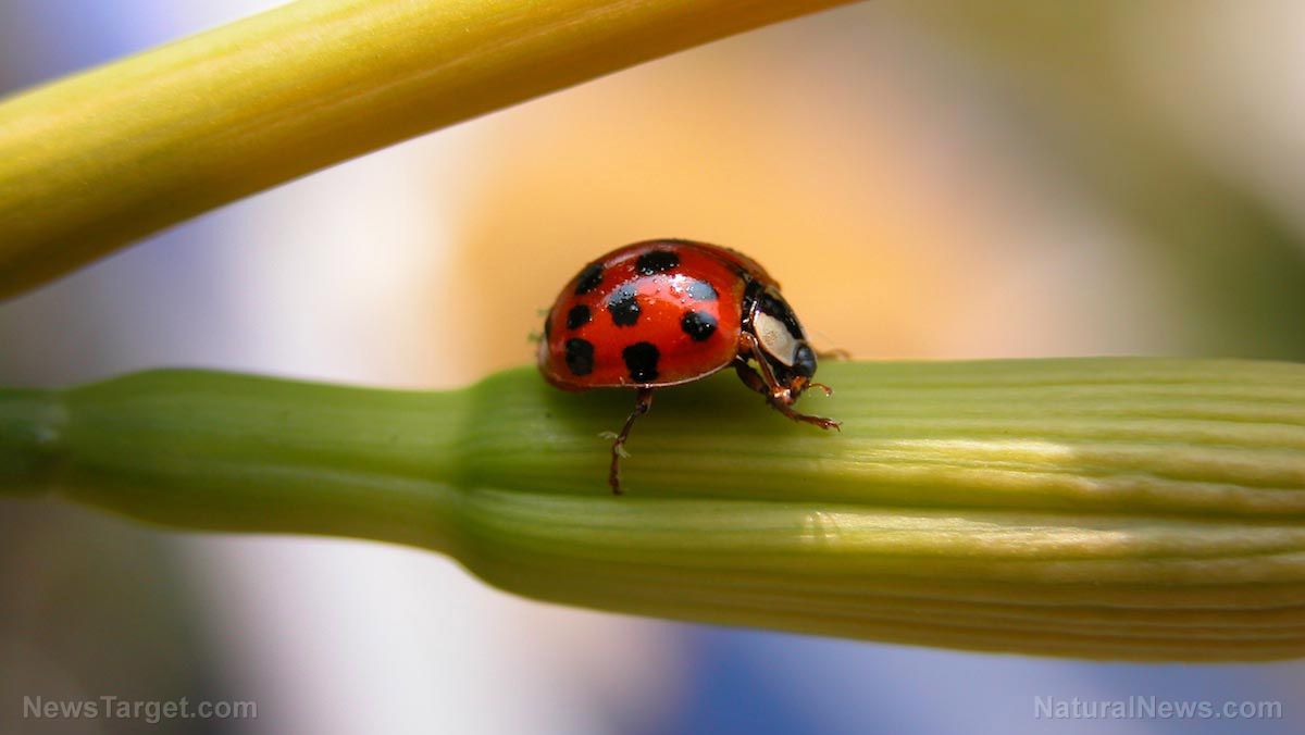 10 beneficial insects to help keep “bad bugs” away from your garden