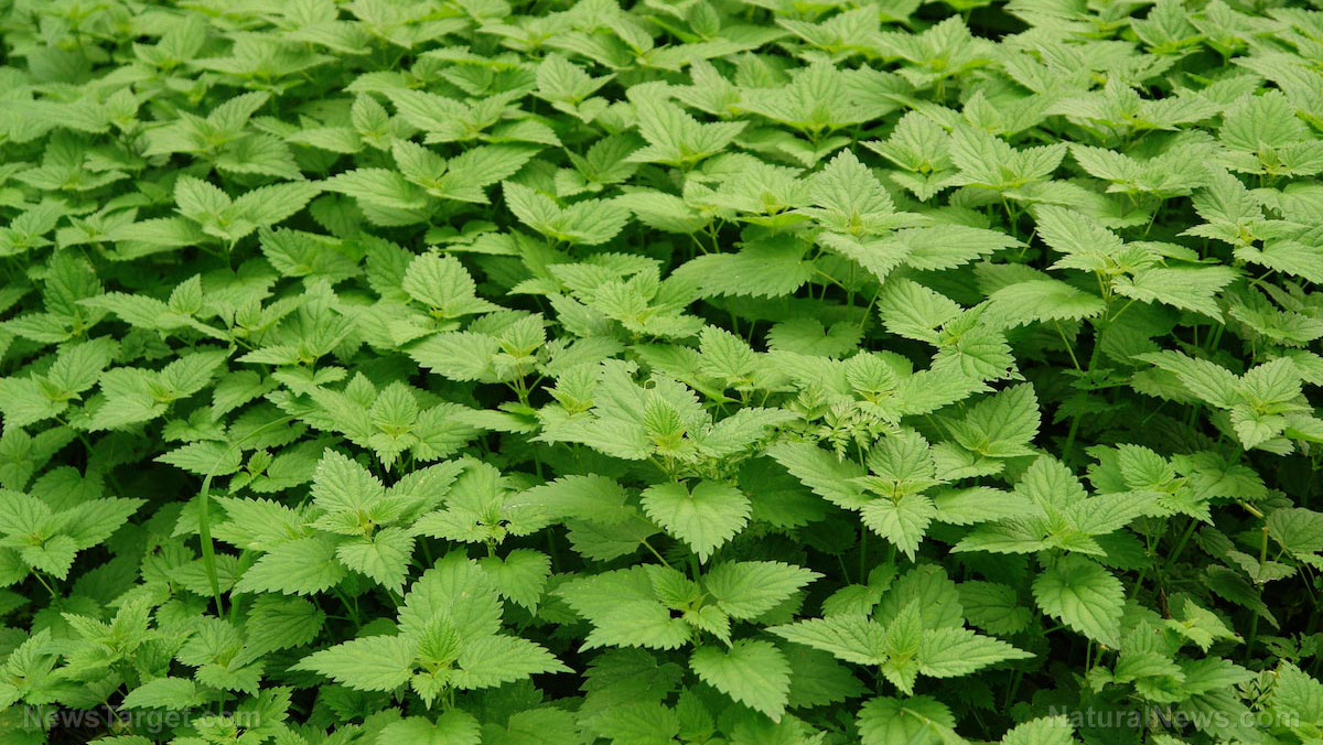 Stinging nettle may sound dangerous (and painful), but you won’t regret adding this herb to your diet
