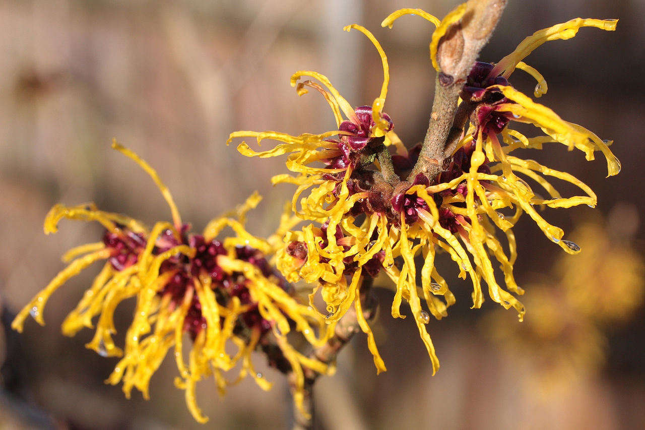 How to use and plant witch hazel, a potent herbal medicine