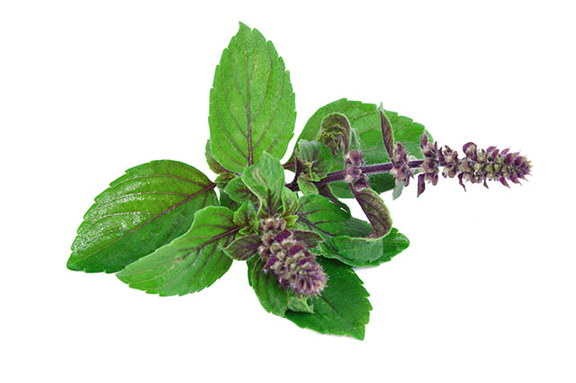 5 Reasons you should add tulsi – the “Queen of the Herbs” – to your diet