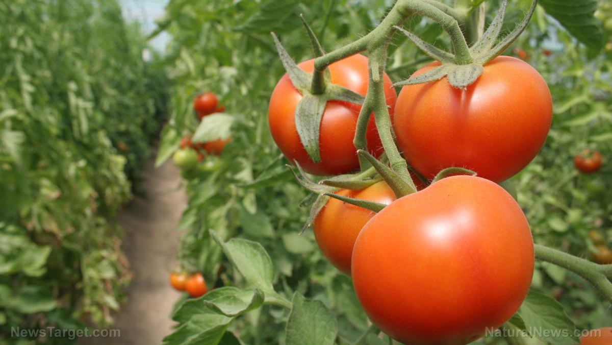 Withholding water boosts nutrient content in tomatoes, new research shows