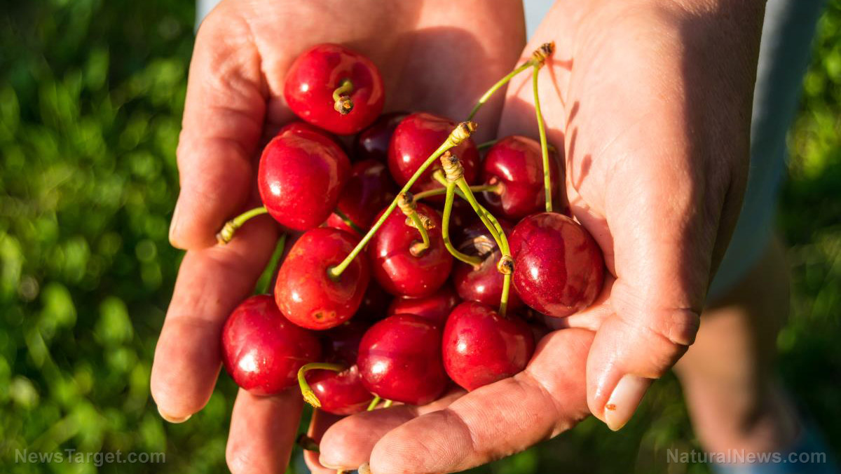 Cherry up: Discover the 6 health benefits of cherries