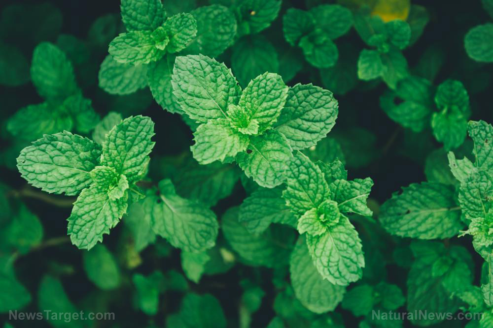 8 Incredible health benefits of fresh mint (plus tips for planting and cooking mint)