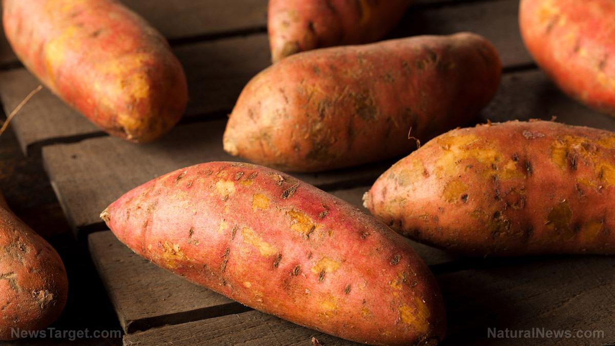 A bucketful of wellness: 9 tips on how to successfully grow sweet potatoes in buckets