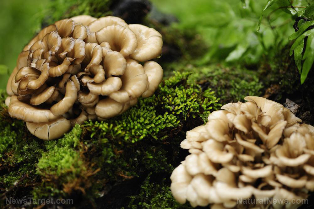 Fabulous fungi: 6 Promising health benefits of mushrooms (recipes included)