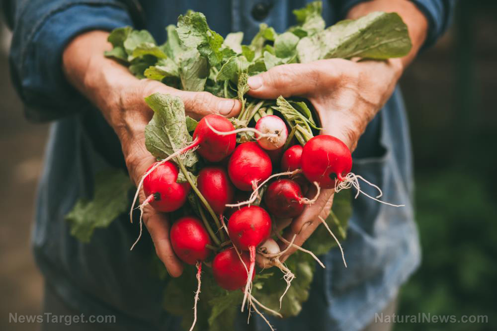 It’s time you put the “rad” back in your diet by planting nutritious radishes in your backyard