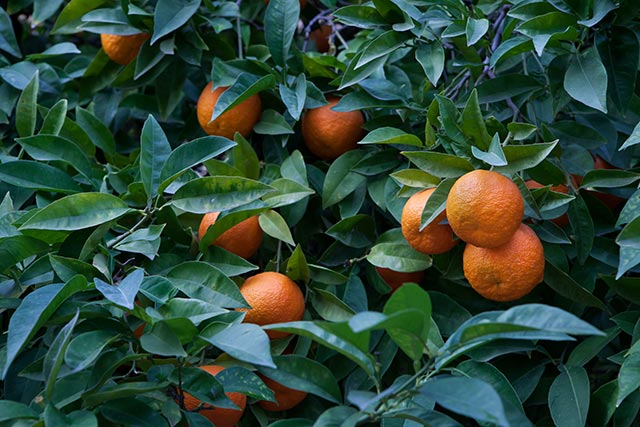 A sweet endeavor: Here’s everything you need to know about growing your own citrus trees
