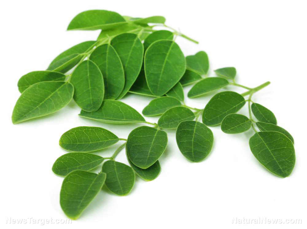 Here are some reasons to include Moringa in your diet