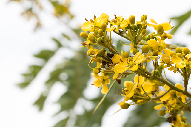 8 Incredible health benefits of Senna, a potent medicinal herb