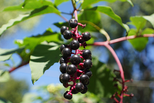 Experience the protective properties of black elderberries by consuming these wonder fruits every day!
