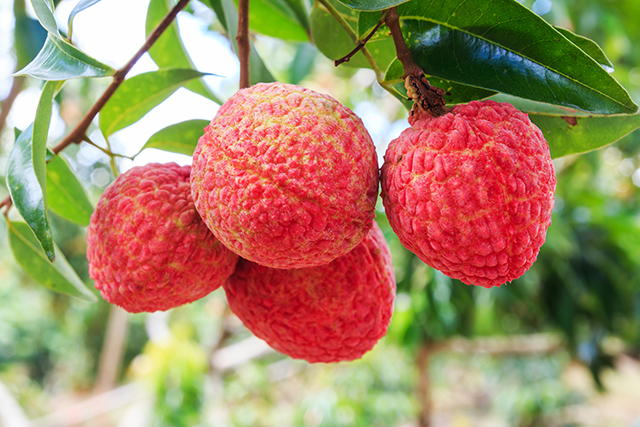 10 Things you have to know about the lychee (recipes included)