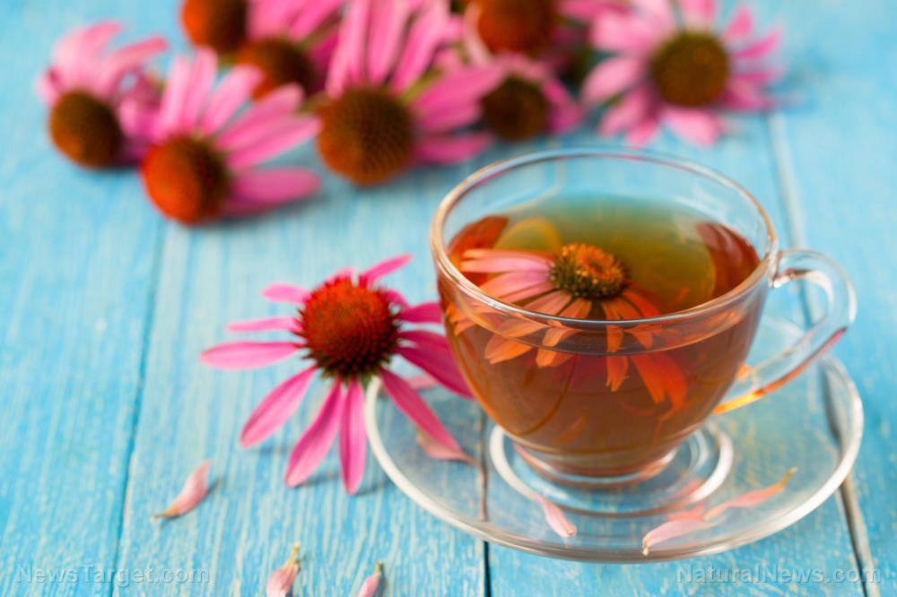 Calm your nerves and boost your immunity with echinacea (recipe included)