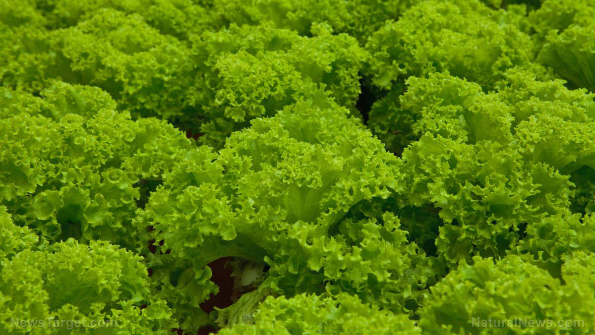 How to plant, grow and harvest lettuce, a nutritious salad green