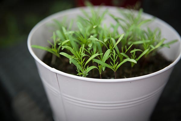 13 Herbs and vegetables you can easily regrow from kitchen scraps