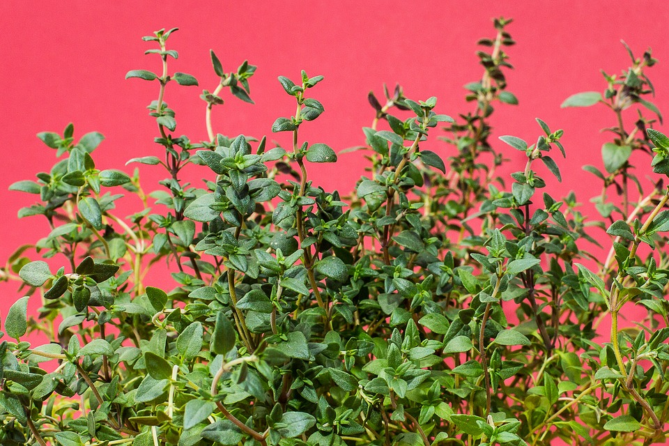 Everything you need to know about growing your own thyme