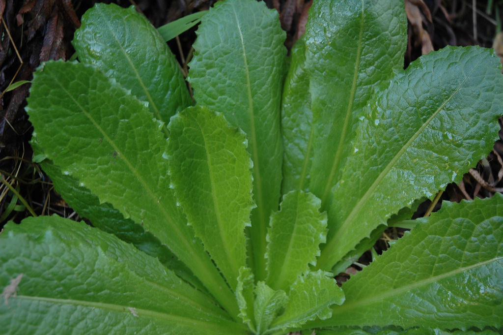 Drop those pills, take wild lettuce for pain relief instead