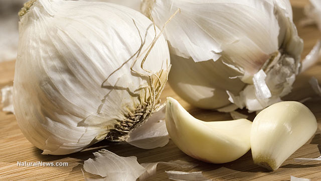 Powerful compounds in garlic help protect your body from disease