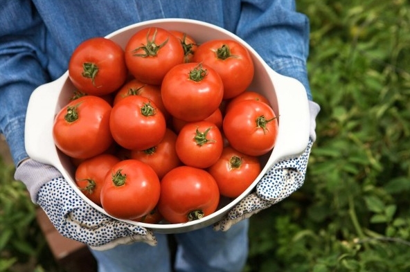 Gardening basics: How to prune tomatoes