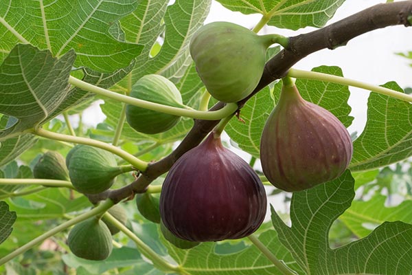 Give a fig about figs: 6 Health benefits of this nutrient-rich superfruit (recipe included)