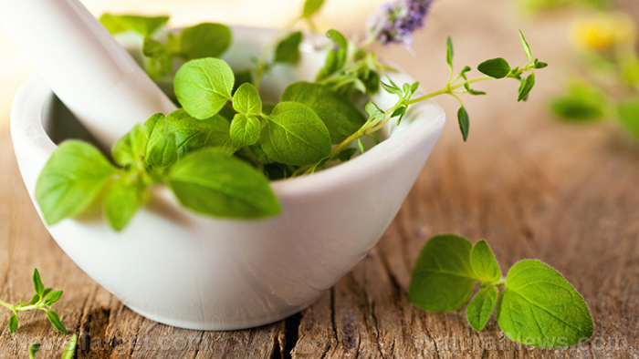 Top 6 Herbs and medicinal plants for managing diabetes