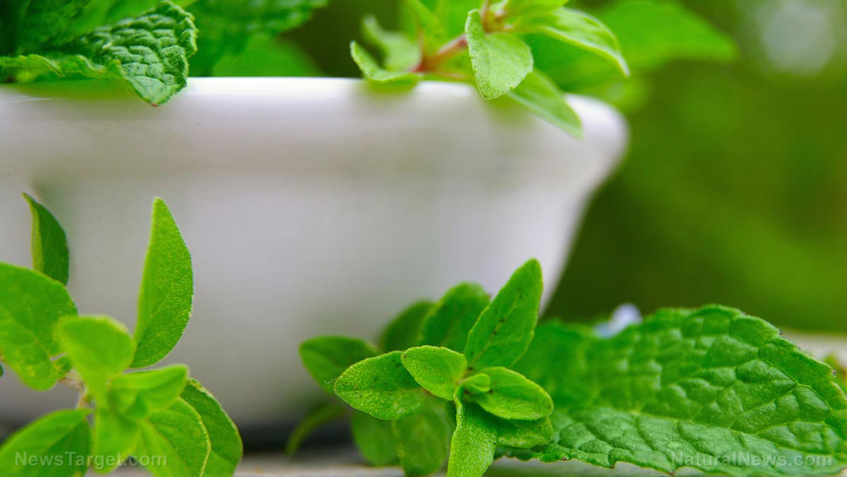 10 Amazing health benefits of oregano, an herb fit for your kitchen and medicine cabinet