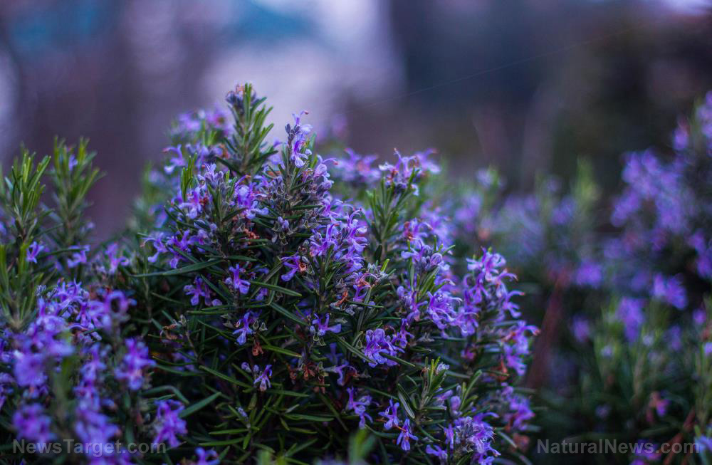 How to grow and harvest rosemary, a must-have superfood
