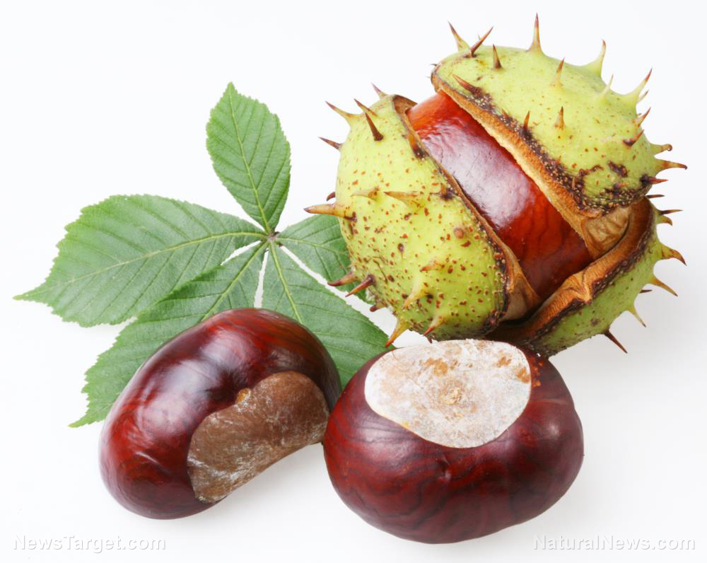 Horse chestnuts are packed with health benefits – here are 3 of them