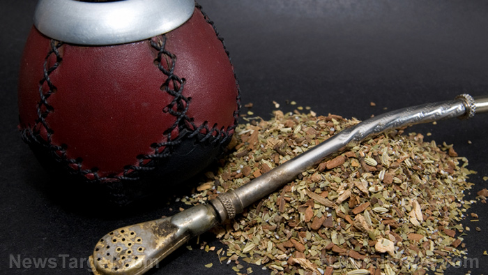 More energy, less fat with yerba mate