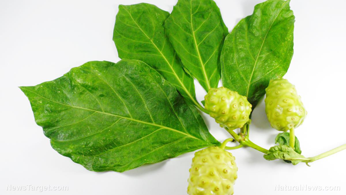 Noni leaf extract puts chemotherapy to shame, study reveals