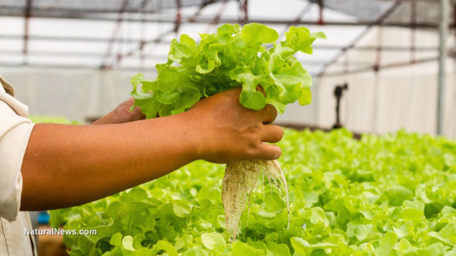 Aquaponics for homesteaders: 5 Benefits of this water-based food production system