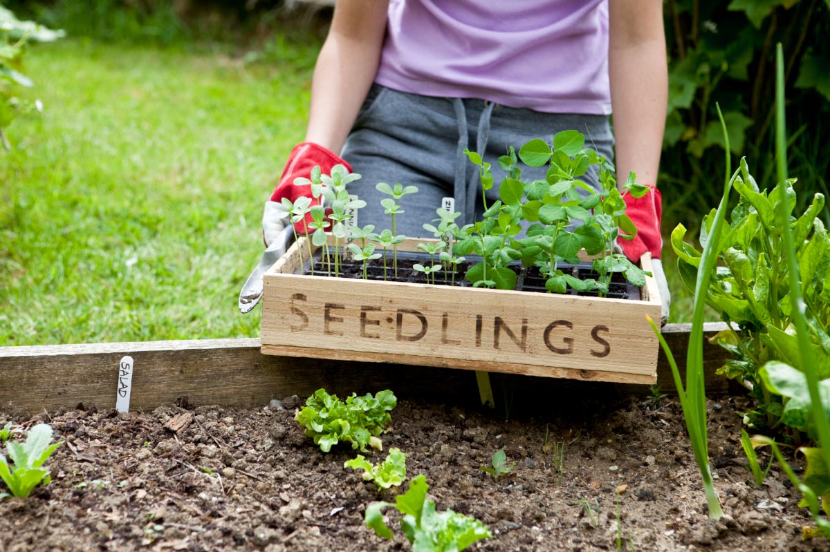 Home gardening tips: How to improve garden soil quality