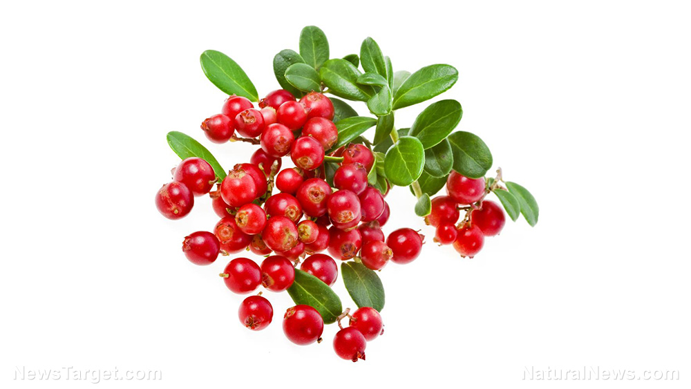 Lingonberries may help fight obesity and hypertension