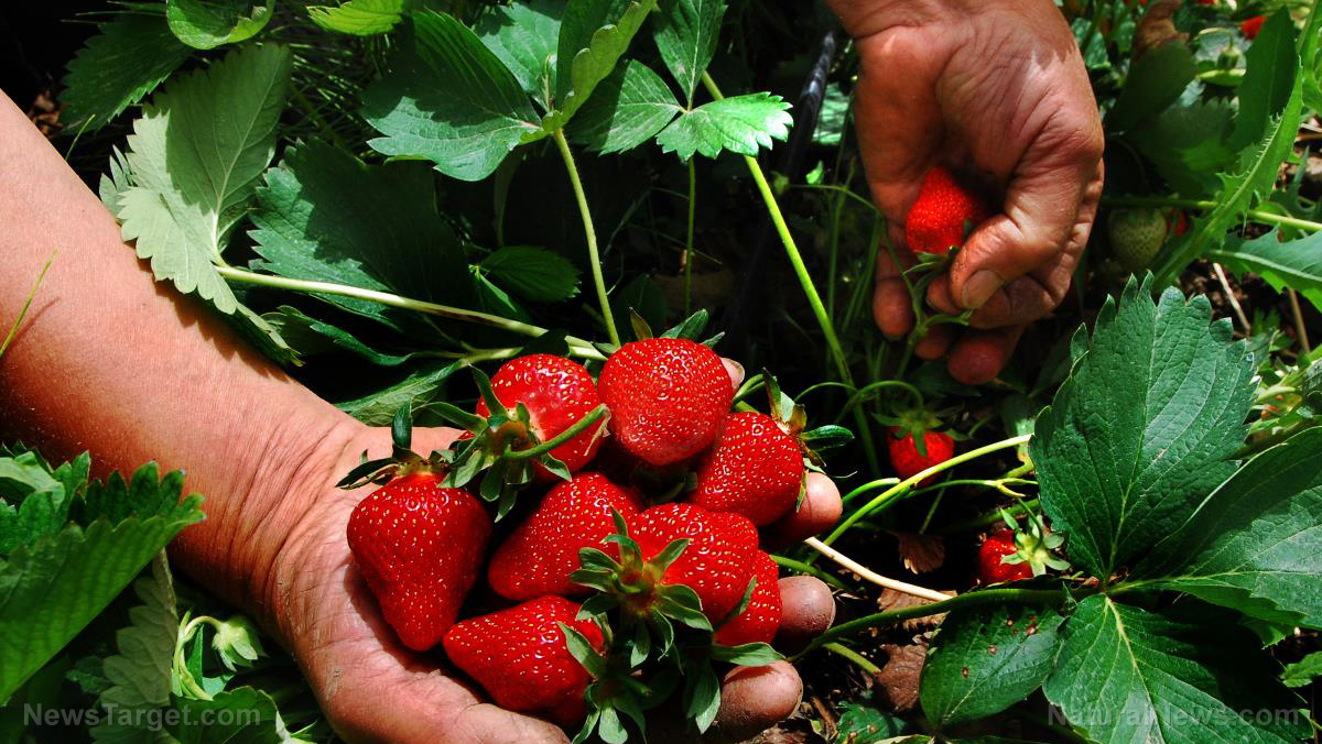 How to start a strawberry patch in your home garden