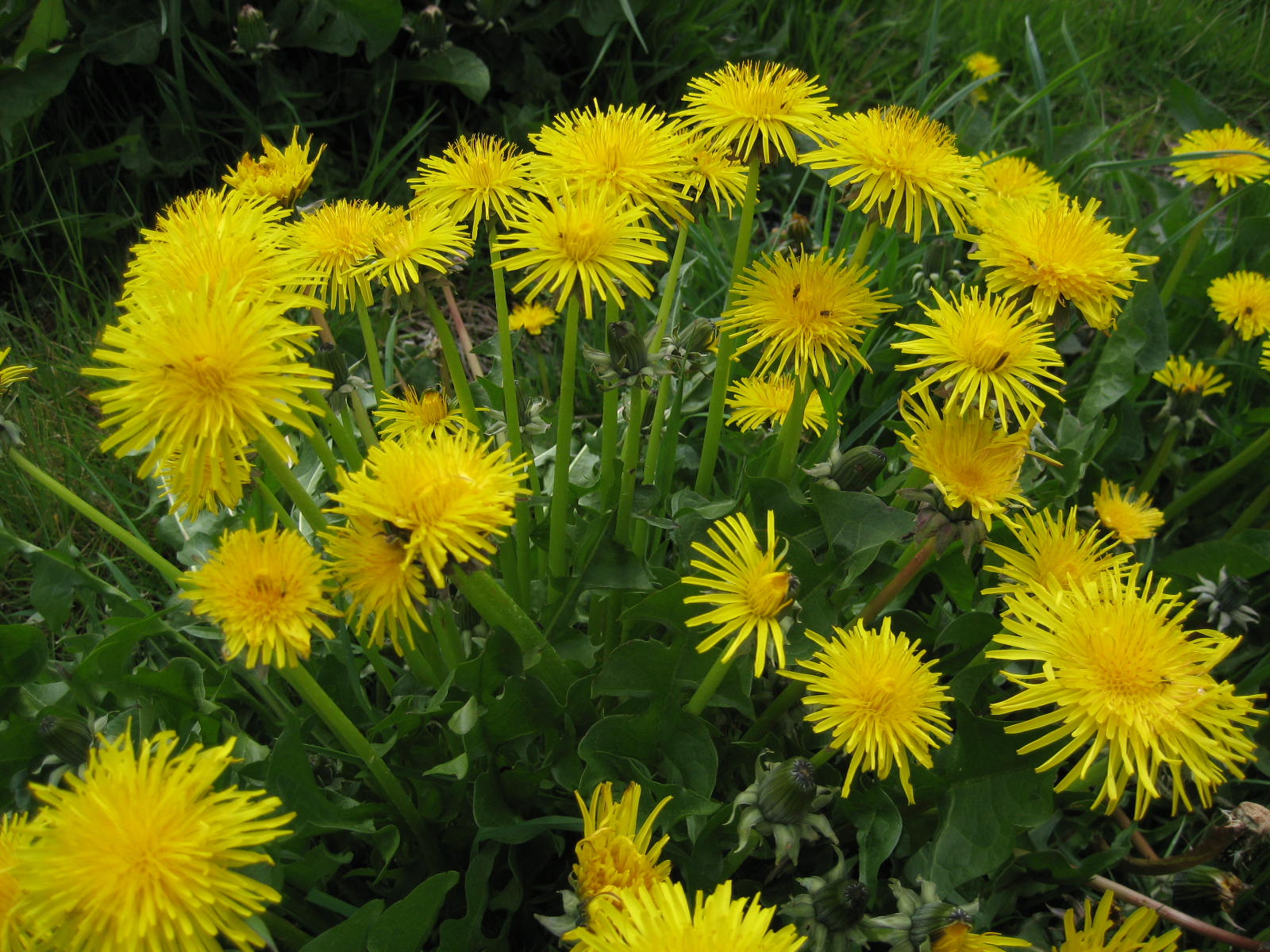 5 weeds that have proven health benefits