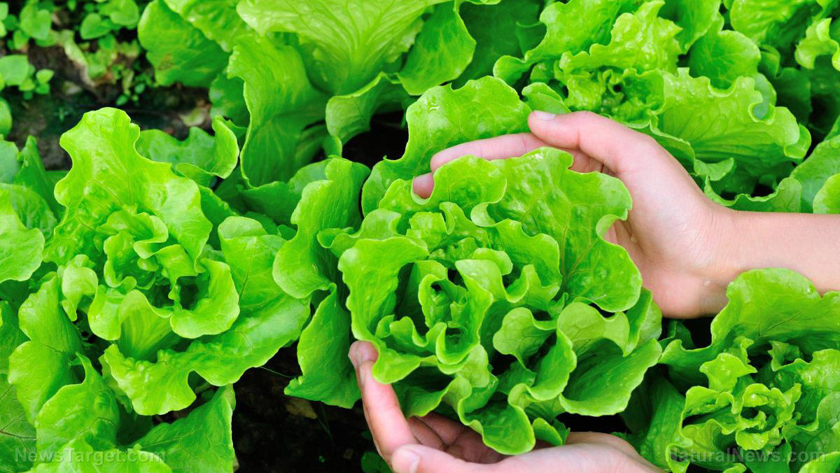 Home gardening tips: How to plant, harvest and store lettuce