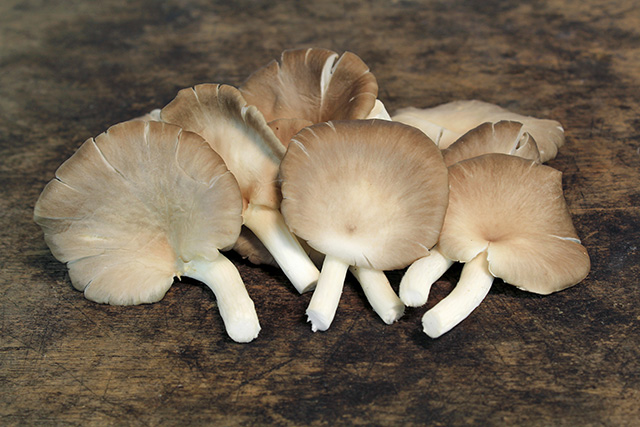 Mushrooms help ward off dementia