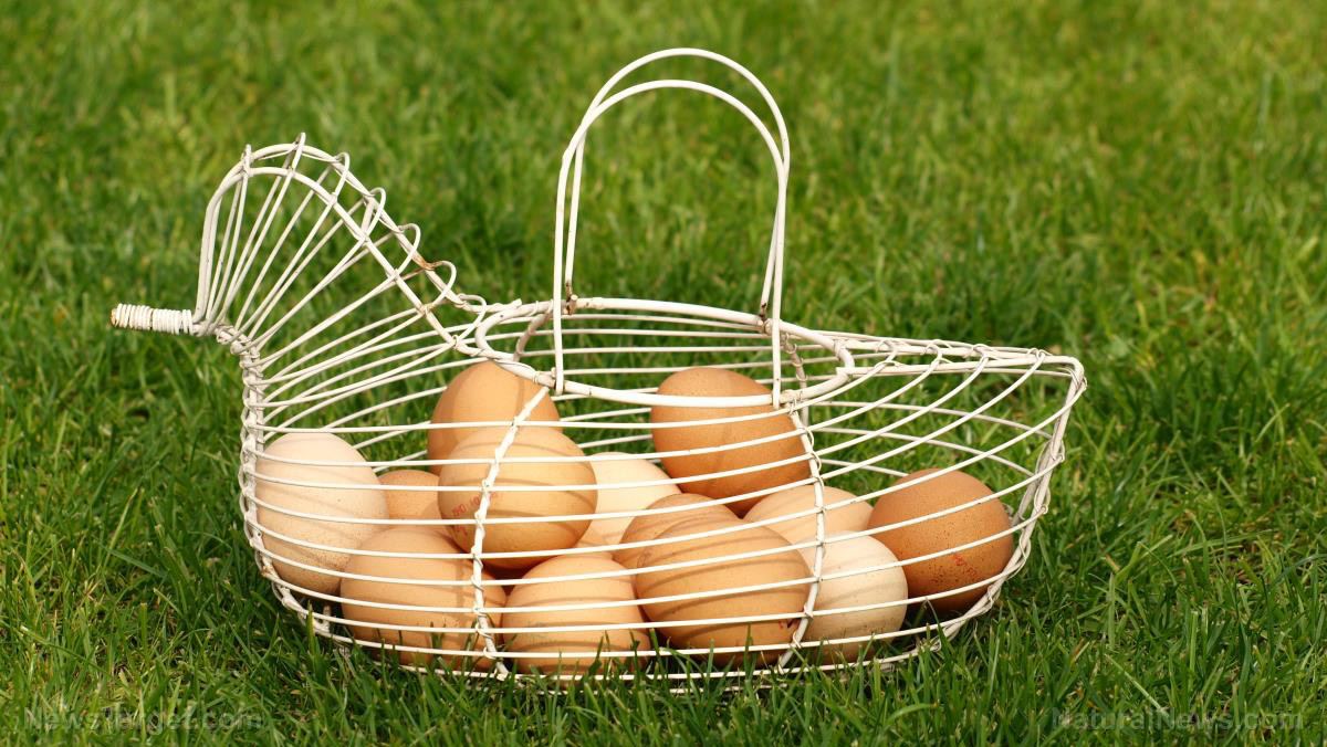 What’s the difference between fresh and store-bought eggs?