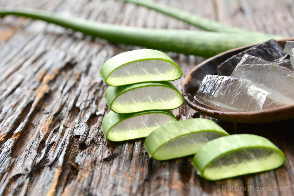 Superfood cures: Aloe vera promotes weight loss
