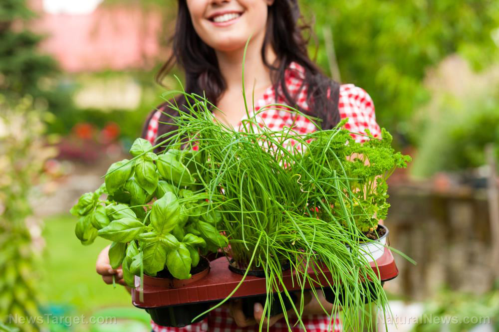 15 Herbs you can grow in a shady garden