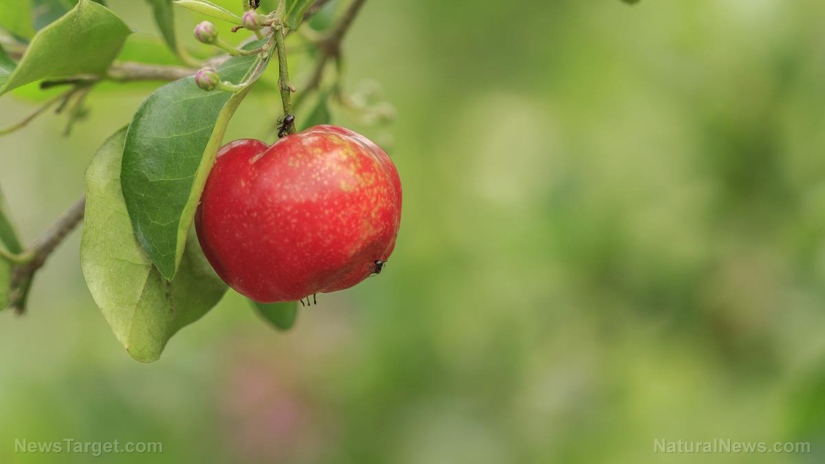Strengthen your immune system with acerola cherry, a great source of vitamin C