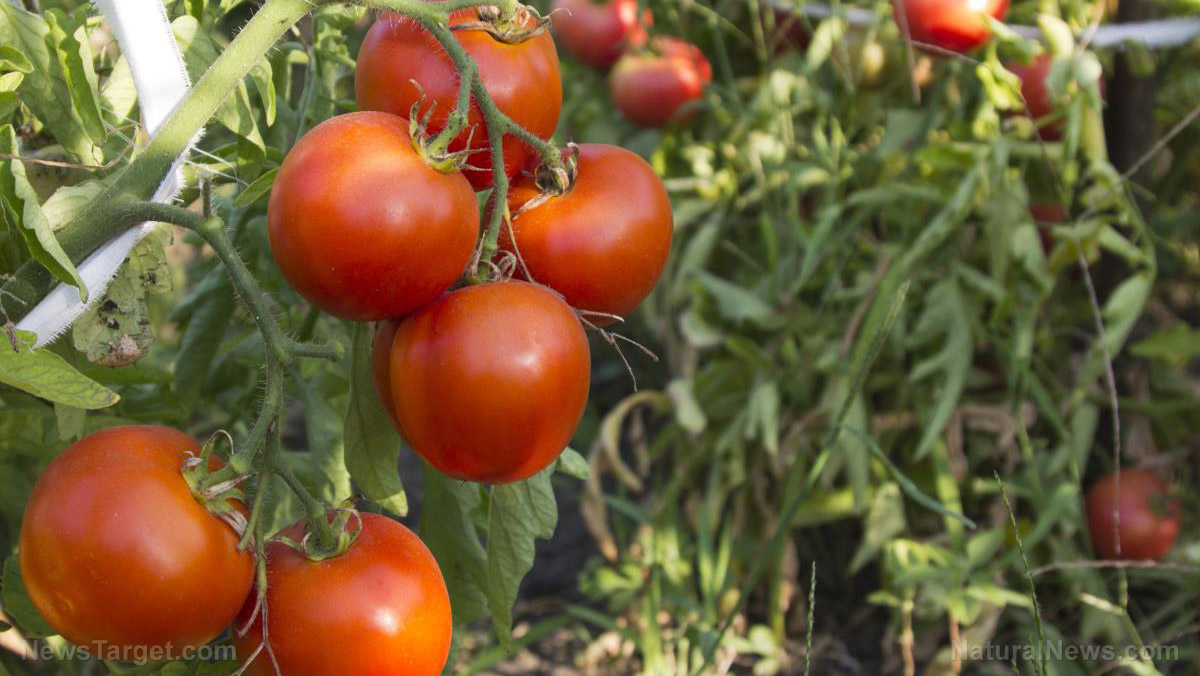 Caring for tomatoes: How to prevent tomato blight and blossom rot