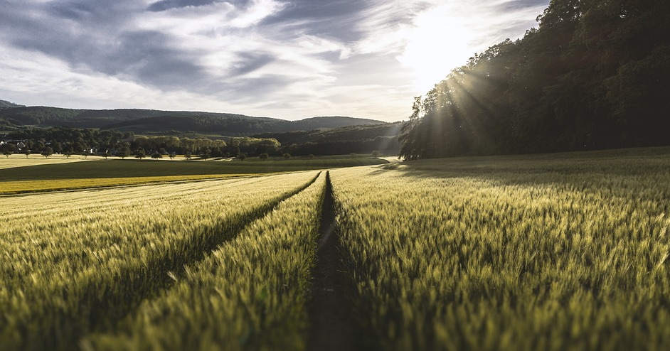 Agriculture robot watches crops grow, providing data, analyses in real-time