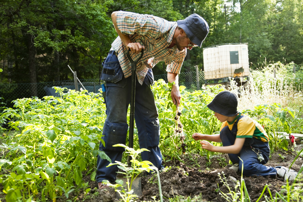 Gardening basics: How to protect your crops from pests and diseases