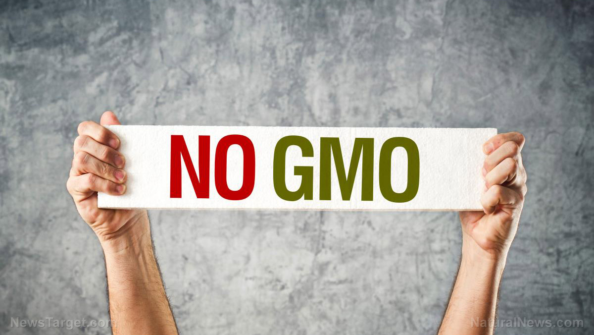 GMOs are killing us: Facts you probably don’t know