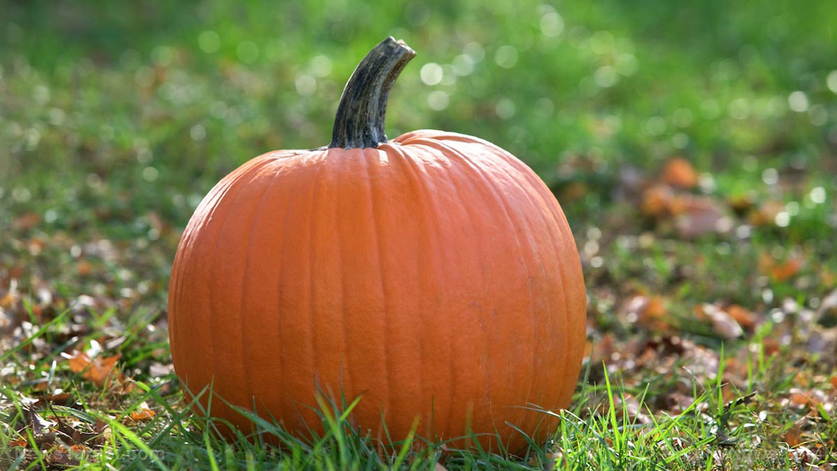 Research suggests fermented pumpkins can regulate blood sugar levels in diabetics