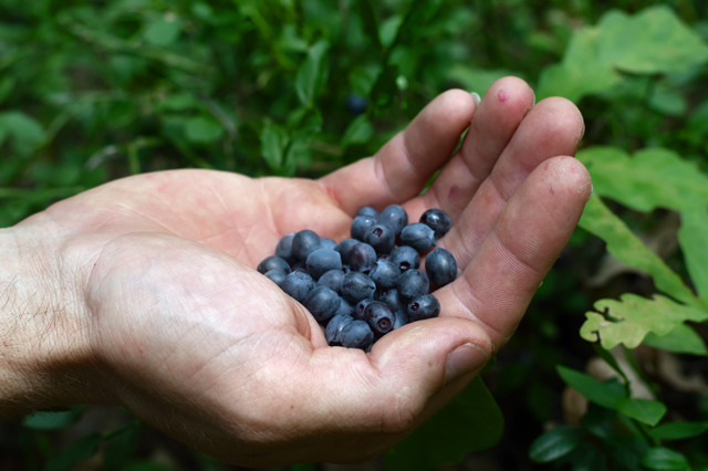 Study shows bilberries can help keep your heart healthy (recipe included)