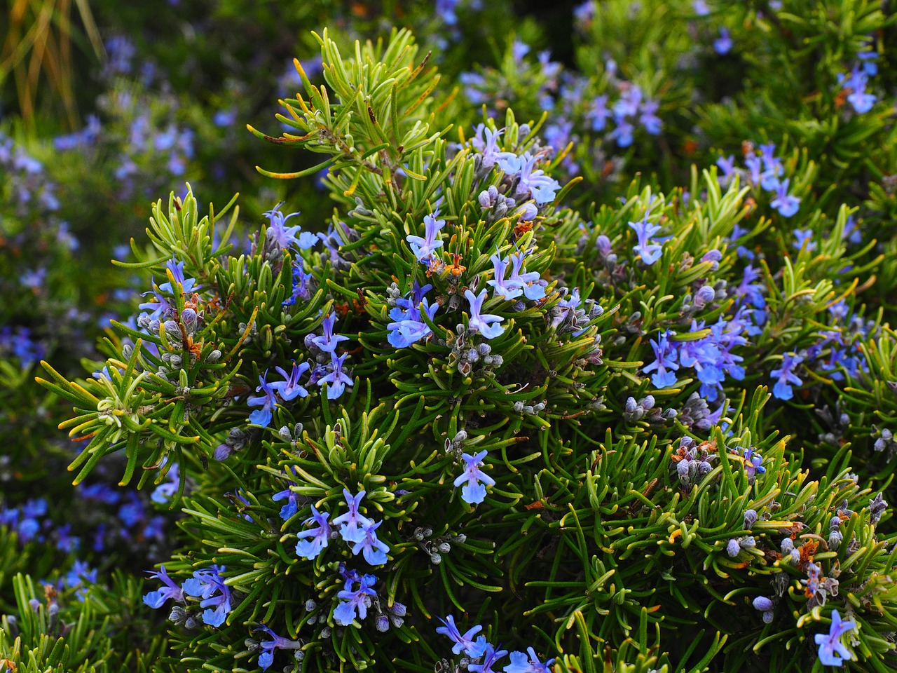Rosemary extract found to be a powerful anti-hyperglycemic solution for people who have problems with high blood sugar