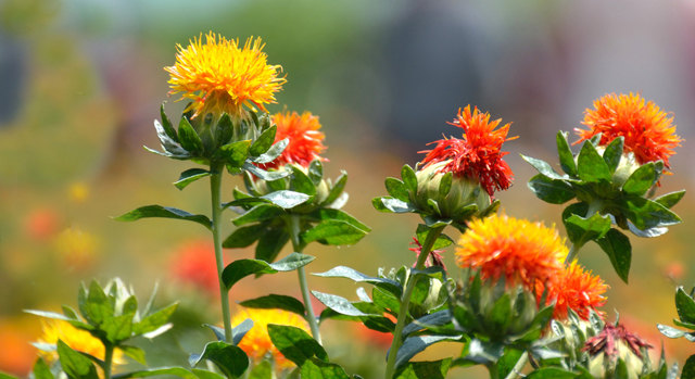 Scientists identify the bioactive compounds in safflower